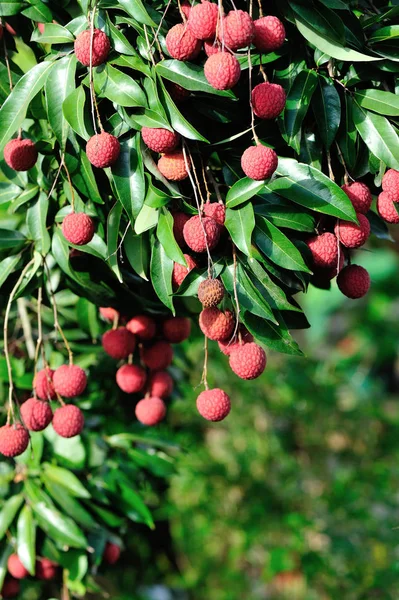 Lychee Tropical Fruits Growing Tree — Stock Photo, Image