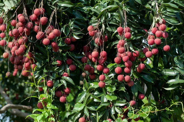  Lychee tropikal meyve ağacı büyüyen