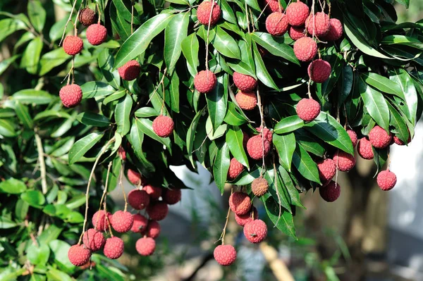 Frutas Tropicales Del Lichi Que Crecen Árbol —  Fotos de Stock