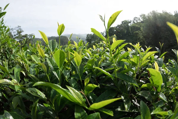 Close Van Groene Thee Bomen Het Voorjaar — Stockfoto