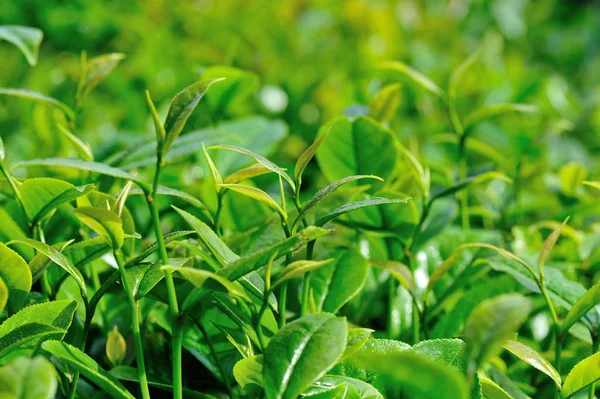 Zamknij Widok Zielonej Herbaty Drzew Wiosną — Zdjęcie stockowe
