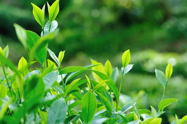 Vue Rapprochée Des Théiers Verts Printemps — Photo