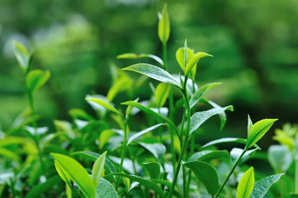 Nahaufnahme Von Grünen Teebäumen Frühling — Stockfoto