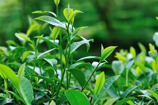 春季绿色茶树特写 — 图库照片