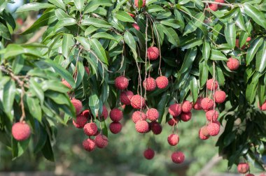 Ağaç üzerinde büyüyen tropikal lychees