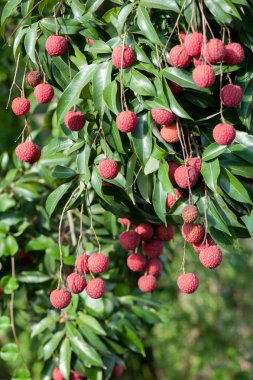 Ağaç üzerinde büyüyen tropikal lychees