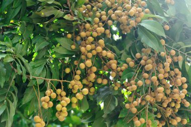 longan tropikal meyve ağacı büyüyen