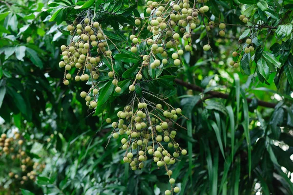 Frutas Tropicales Longan Que Crecen Árbol — Foto de Stock