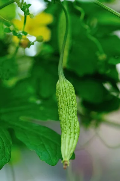 Trochę Gorzki Melon Wzrostu Ogrodzie — Zdjęcie stockowe