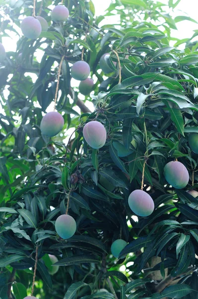Frutas Tropicales Mango Creciendo Árbol — Foto de Stock