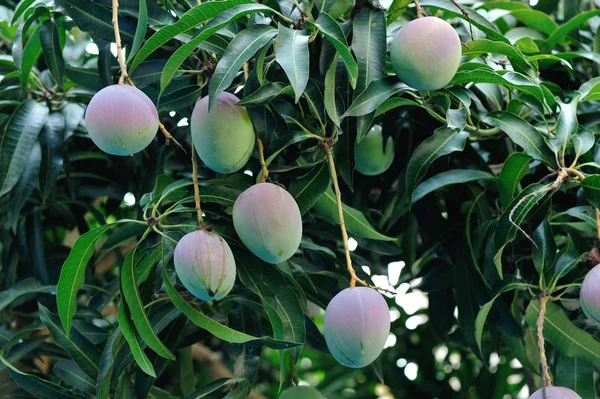 Tropické Ovoce Mango Roste Stromě — Stock fotografie