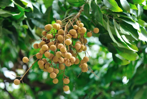 Frutas Tropicales Longan Que Crecen Árbol — Foto de Stock