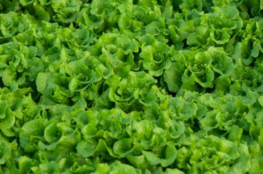 Yeşil ekmeğiiçine bitkiler sera yetiştiriciliği