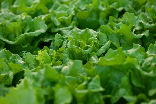 Green Lettuce Cultivating Greenhouse — Stock Photo, Image