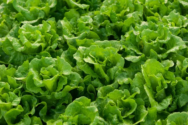 Green Lettuce Cultivating Greenhouse — Stock Photo, Image