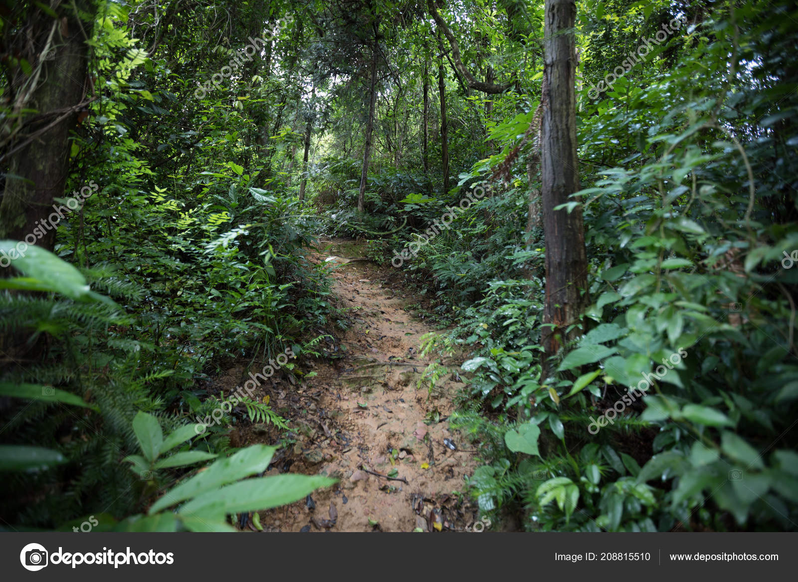 View Tropical Asian Jungle Rain Summer