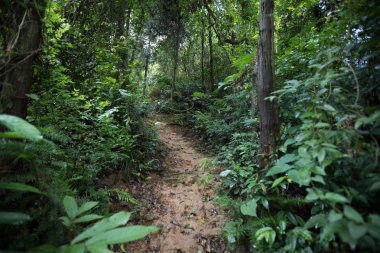 Yaz aylarında yağmur sonra tropikal Asya orman görünümünü