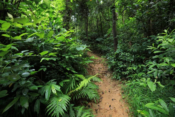 Τροπική Ζούγκλα Ασίας Μετά Βροχή Καλοκαίρι — Φωτογραφία Αρχείου