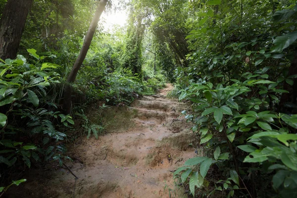 Τροπική Ζούγκλα Ασίας Μετά Βροχή Καλοκαίρι — Φωτογραφία Αρχείου