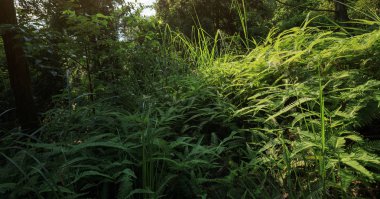 Yaz aylarında tropikal yeşil orman ortamındaki gündoğumu