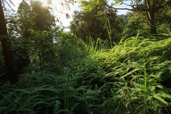 Yaz Aylarında Tropikal Yeşil Orman Ortamındaki Gündoğumu — Stok fotoğraf