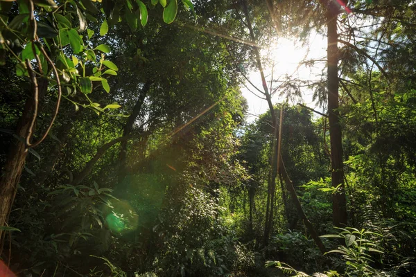 Paisagem Floresta Tropical Verde Com Raios Sol — Fotografia de Stock