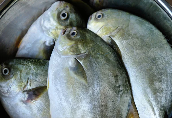 Κλείνω Πάνω Θέα Του Φρέσκο Pomfret Ένα Δοχείο — Φωτογραφία Αρχείου