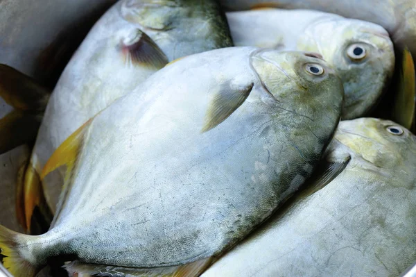 Close View Fresh Pomfret Container — Stock Photo, Image