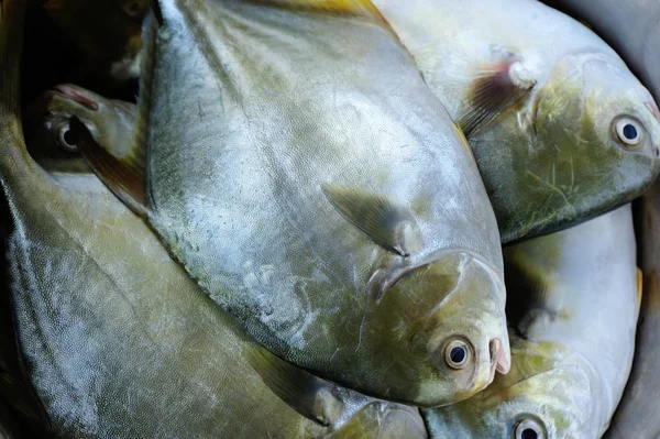 Close View Fresh Pomfret Container — Stock Photo, Image