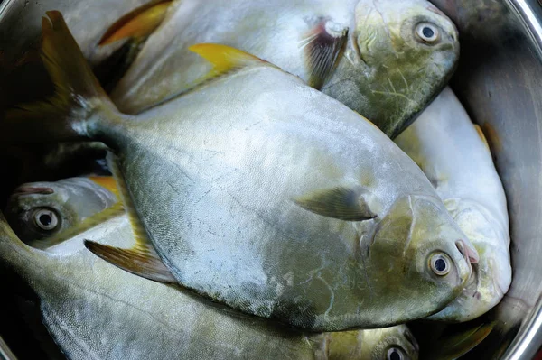 Zbliżenie Świeży Pomfret Pojemniku — Zdjęcie stockowe