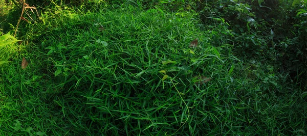 緑の草夏の熱帯林の風景 — ストック写真