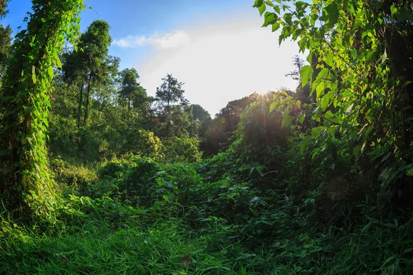 Nascer Sol Paisagem Tropical Floresta Verde Verão — Fotografia de Stock