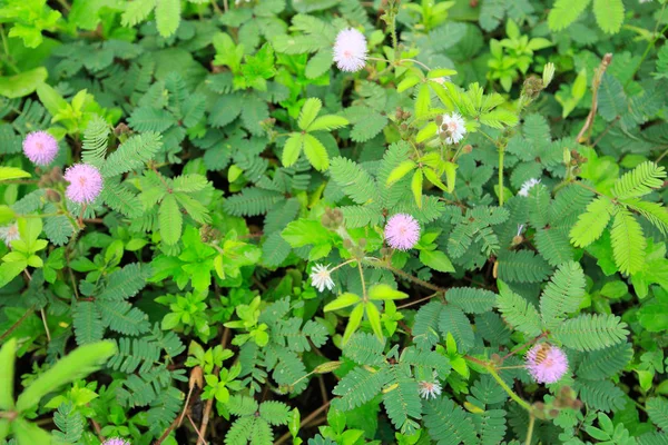 Empfindliche Rosa Mimosen Blühen Sommer — Stockfoto