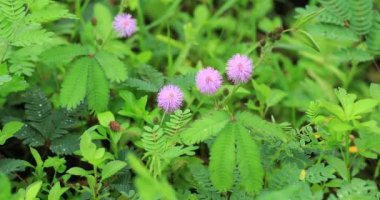 Hassas pembe Mimoza çiçekler yazın