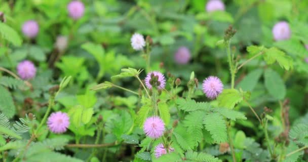夏季敏感粉红色含羞草花 — 图库视频影像