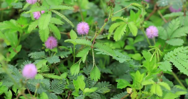 Empfindliche Rosa Mimosen Blühen Sommer — Stockvideo