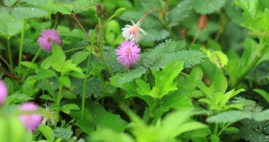 hassas pembe Mimoza çiçekler yaz aylarında dokunmadan eller