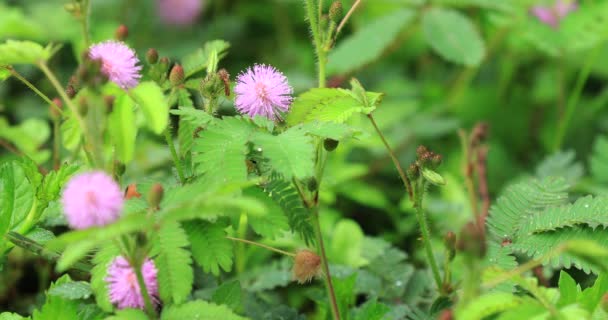 人手触摸敏感的粉红色含羞草花在夏天 — 图库视频影像
