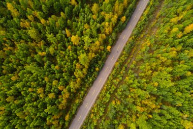 renkli Sonbahar Orman Manzara havadan görünümü