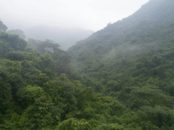 Hermosa Selva Verde Exuberante Con Pequeño Río Árboles Densos Las —  Fotos de Stock