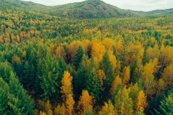 Vista Aérea Paisagem Colorida Floresta Outono — Fotografia de Stock