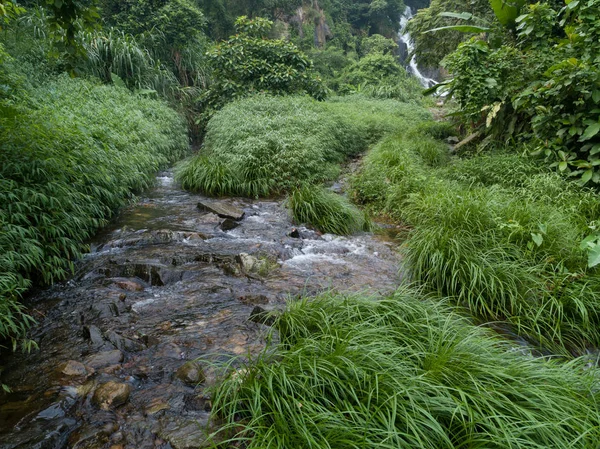 Krásný Les Říčka Tropickém Pralese — Stock fotografie