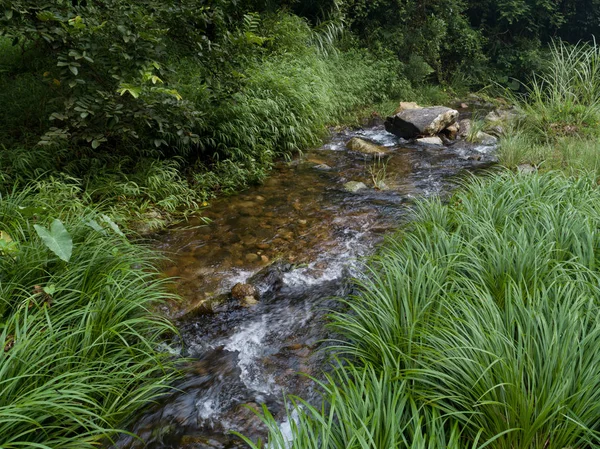 Mała Rzeczka Zielonej Trawy Tropikalnym Lesie — Zdjęcie stockowe