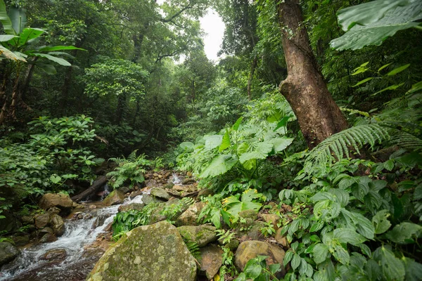 Schöner Wald Und Kleiner Fluss Tropischen Wald — Stockfoto