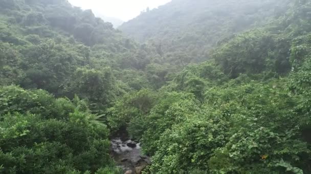 Όμορφο Δάσος Και Μικρό Ποτάμι Στο Τροπικό Δάσος — Αρχείο Βίντεο