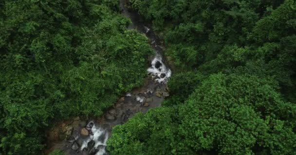 Piękny Las Rzeczka Tropikalnym Lesie — Wideo stockowe