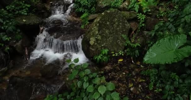 Belo Pequeno Rio Floresta Tropical — Vídeo de Stock