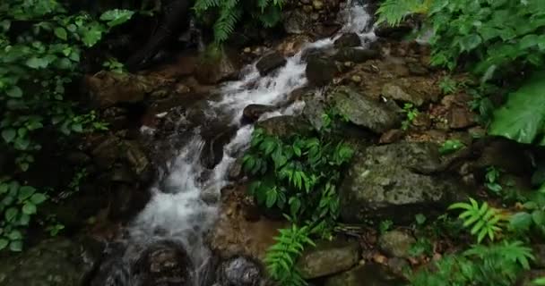 Belo Pequeno Rio Floresta Tropical — Vídeo de Stock