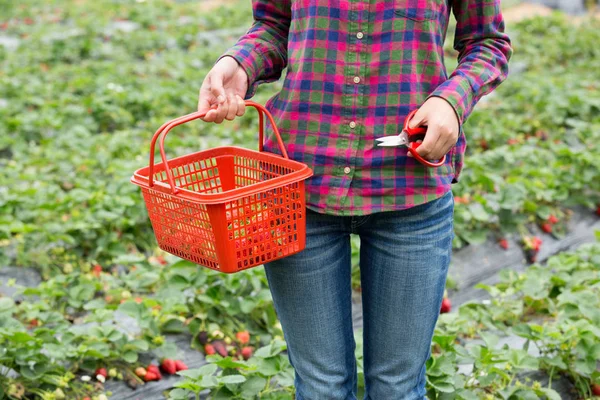 Frau Pflückt Frische Erdbeeren Garten — Stockfoto