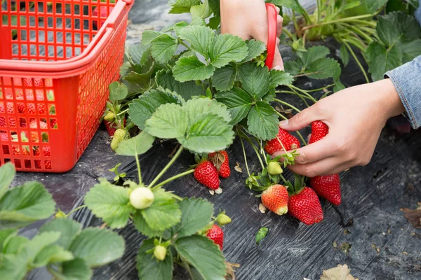 Landwirt Erntet Erdbeeren Garten — Stockfoto